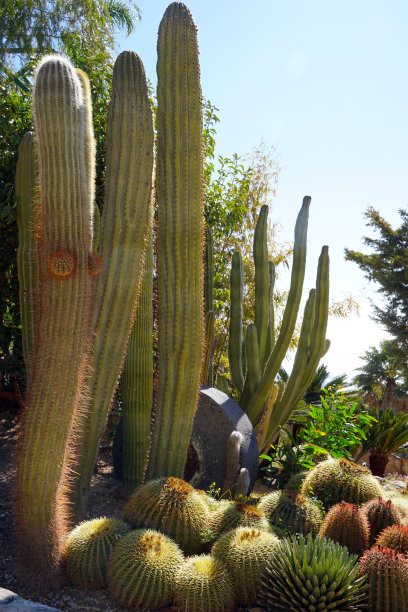 ocotillo
