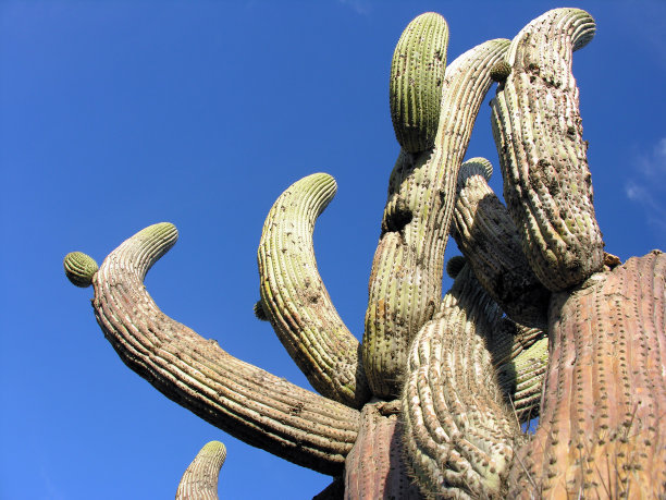 ocotillo