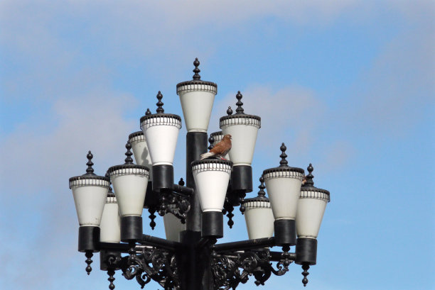 灯泡 和平鸽