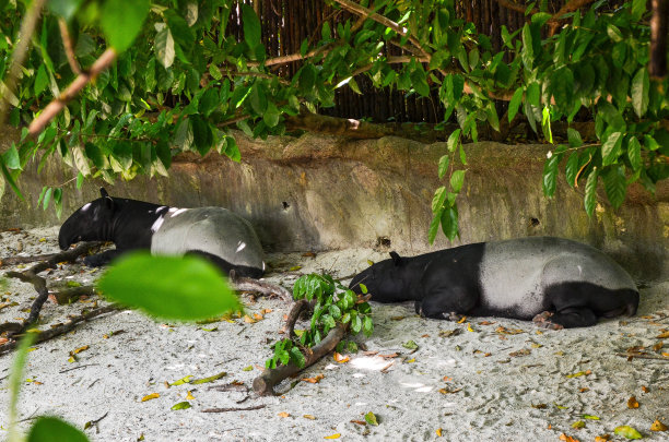 tapir