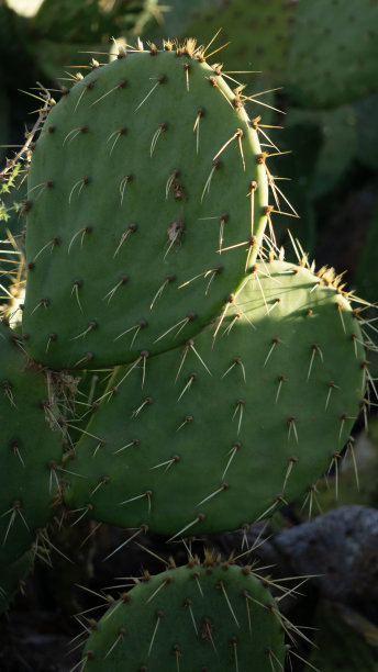 saguaro