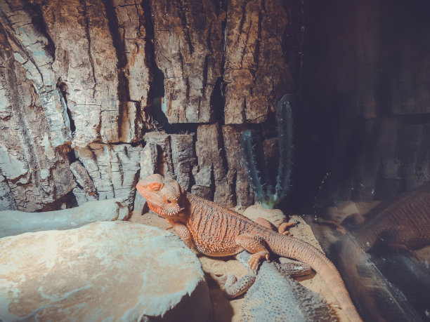 reptilia