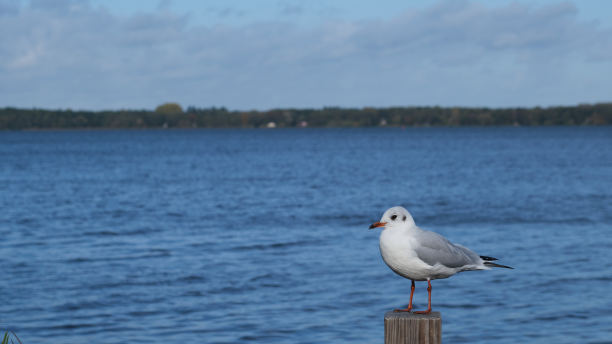 飞鸟蓝色大海壁纸