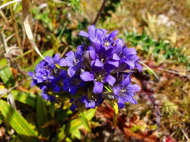 gentian