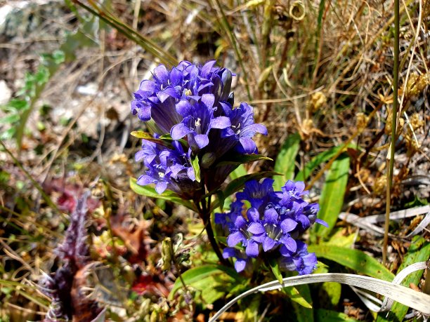 gentian
