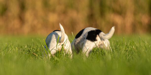 mooning