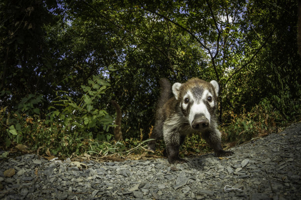 coatimundi