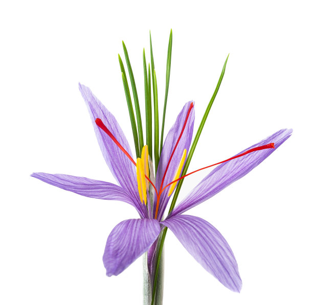 saffron