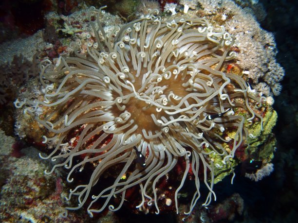 anemone