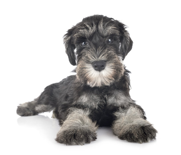 schnauzer