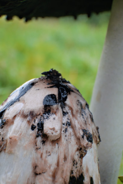 coprinus