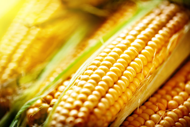 cob