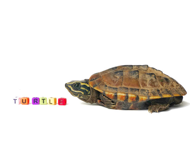 无脊椎动物标志