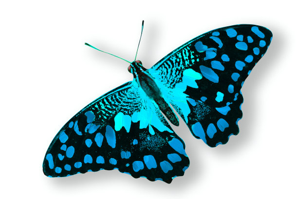 morpho