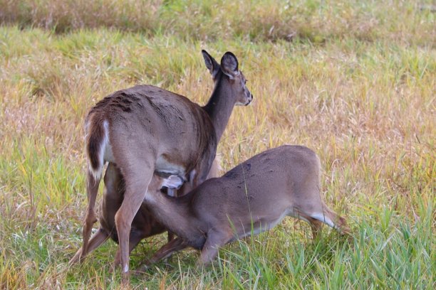 doe