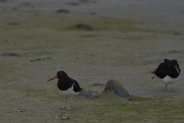 haematopus