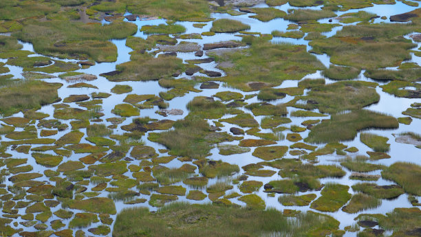 marsh