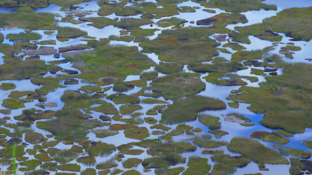 marsh