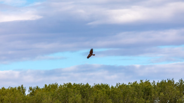 hawk