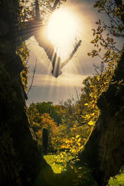 v-ray