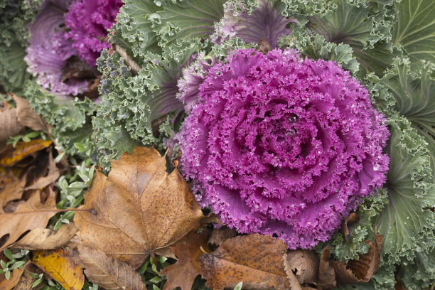 kale