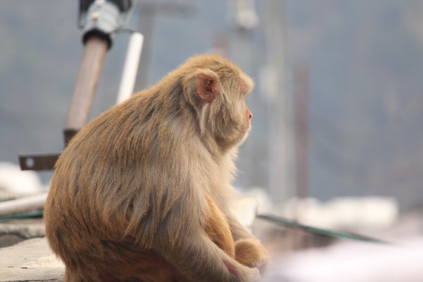 monkey-nut