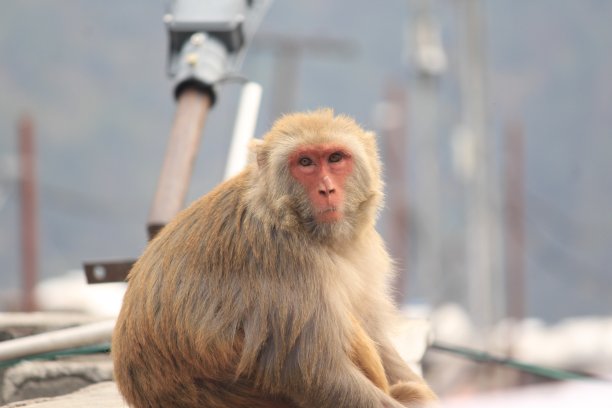monkey-nut