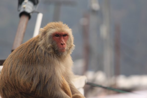 monkey-nut