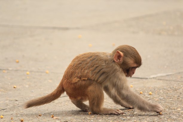 monkey-nut