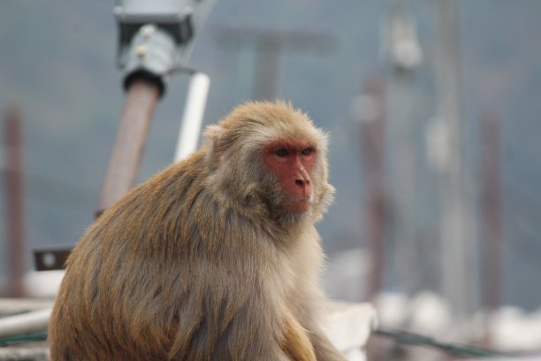 monkey-nut