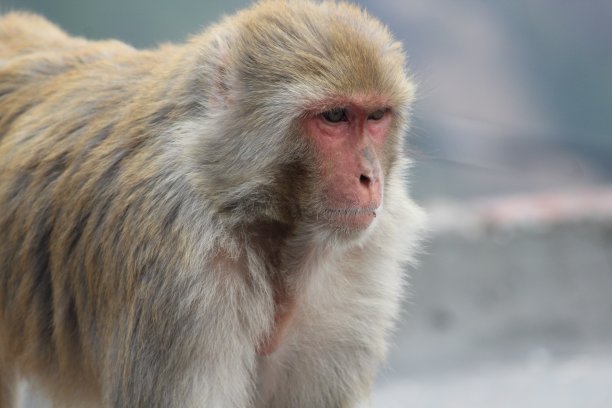 monkey-nut