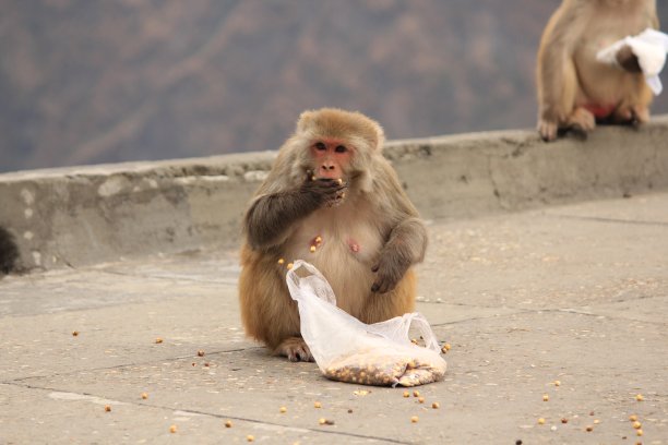 monkey-nut
