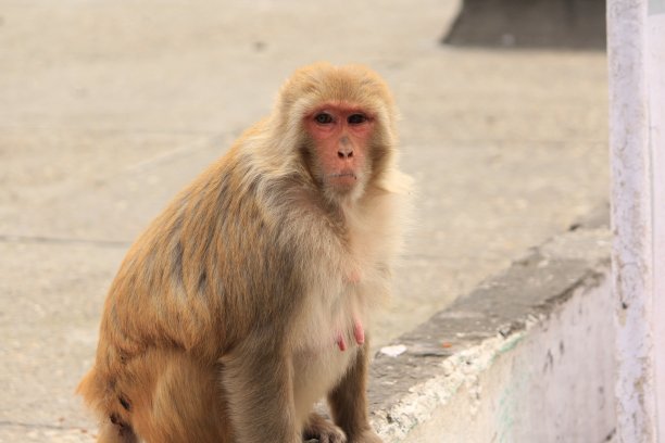 monkey-nut