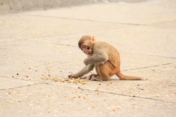 monkey-nut