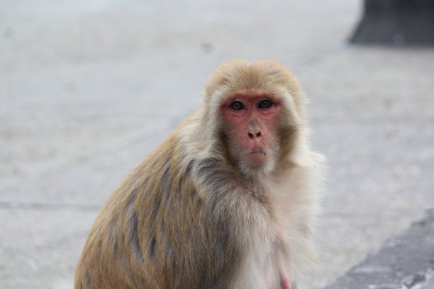 monkey-nut