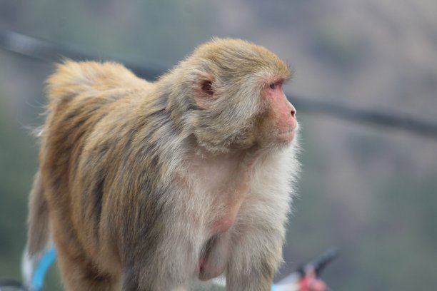 monkey-nut