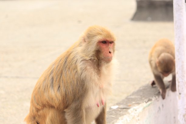 monkey-nut