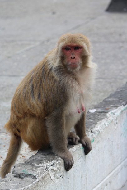 monkey-nut