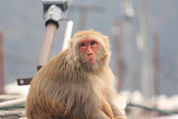 monkey-nut