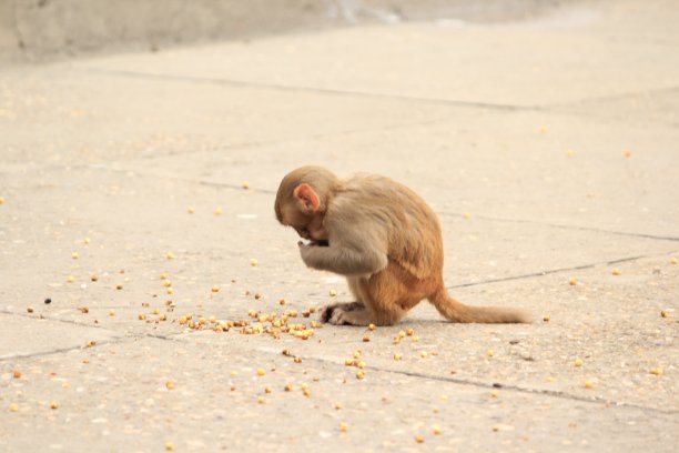 monkey-nut