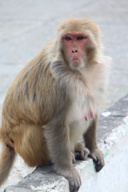 monkey-nut