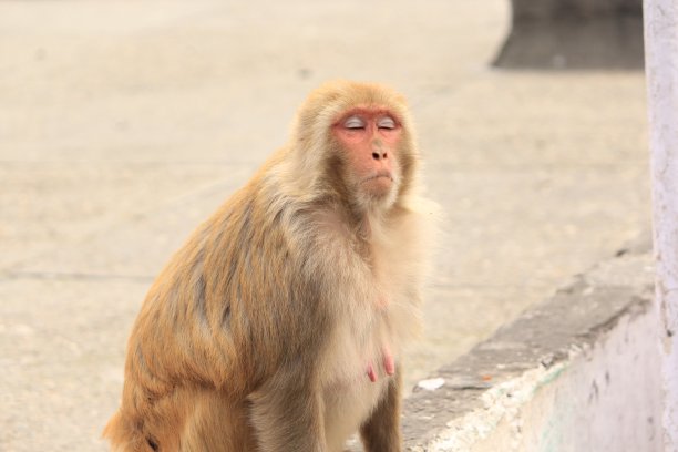 monkey-nut