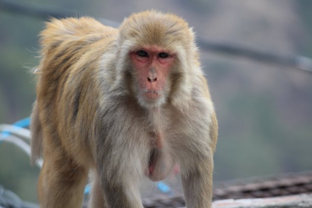 monkey-nut