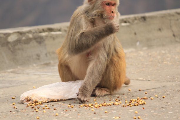 monkey-nut