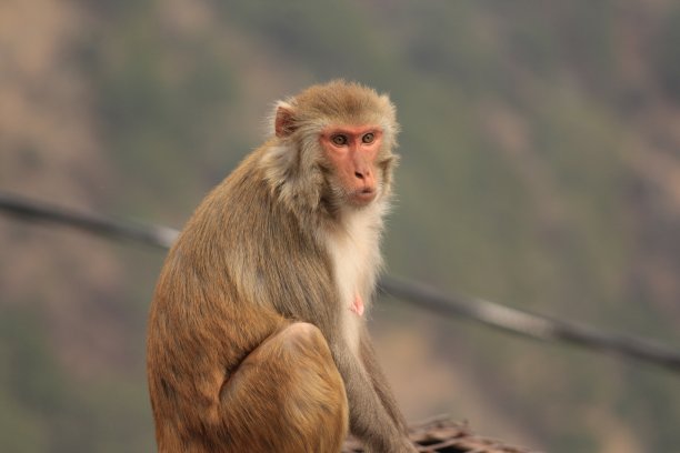 monkey-nut