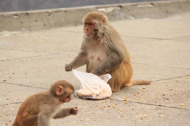 monkey-nut