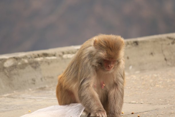 monkey-nut