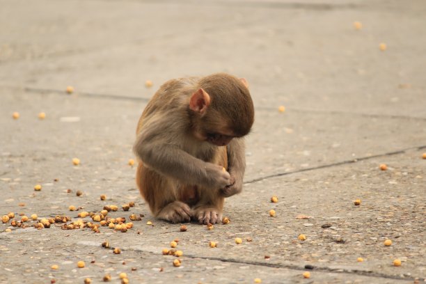 monkey-nut