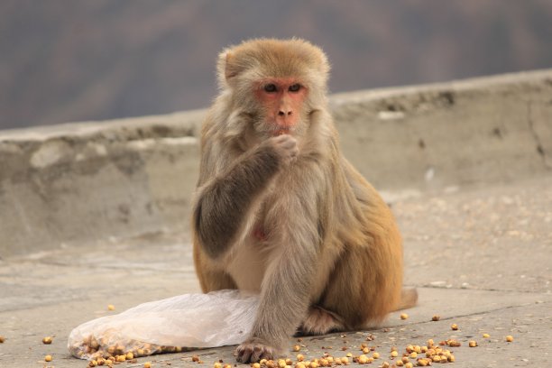 monkey-nut