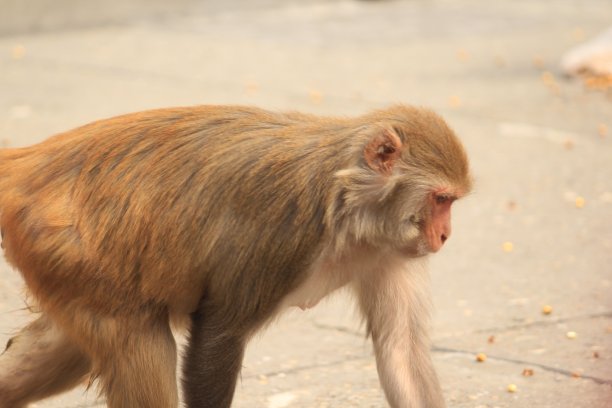 monkey-nut